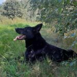 Pes k adopci ANN – fotografie 18