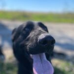 Pes k adopci ANN – fotografie 24