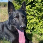 Pes k adopci ANN – fotografie 27
