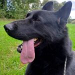 Pes k adopci ANN – fotografie 29