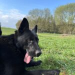 Pes k adopci ANN – fotografie 30