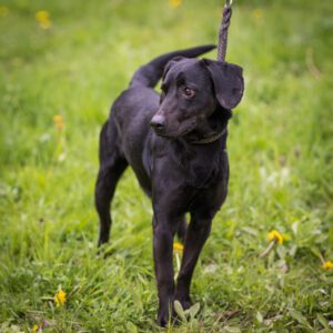 Pes k adopci BERN, 11 LET – fotografie 11