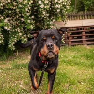 Pes k adopci COLIN, 8 LET – fotografie 4