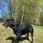 Pes k adopci BERN, 11 LET – fotografie 16