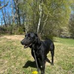 Pes k adopci BERN, 11 LET – fotografie 18