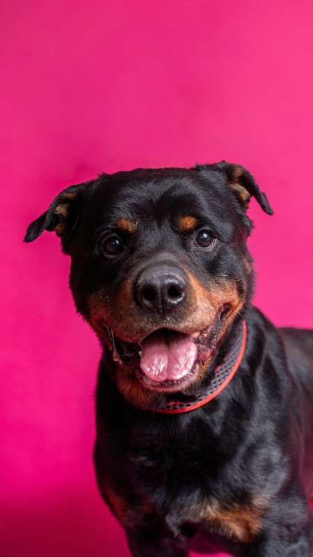 COLIN, 8 LET – pes k adopci