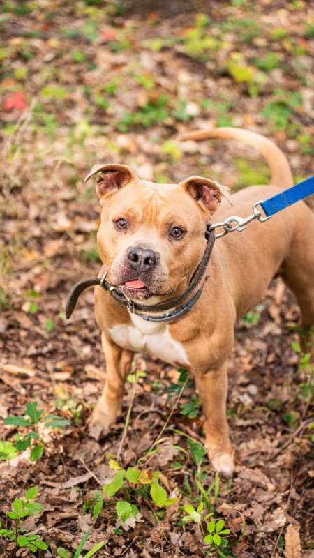 Pes k adopci THYRION, 5 LET – fotografie 5