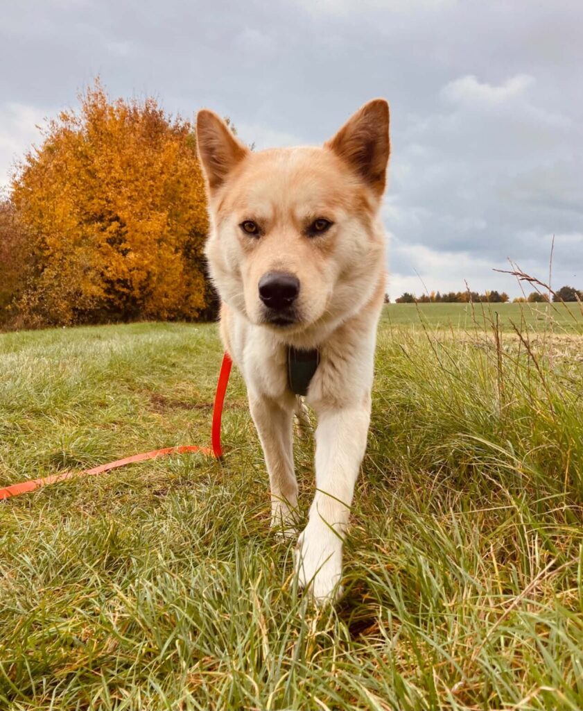 Pes k adopci IR, 3 ROKY – fotografie 16