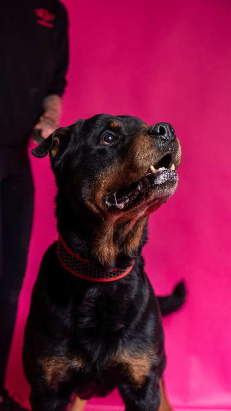 Pes k adopci COLIN, 8 LET – fotografie 6