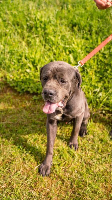 Pes k adopci KEIN, 4 ROKY – fotografie 7