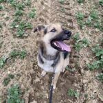 Pes k adopci Frodo, 4 ROKY – fotografie 1