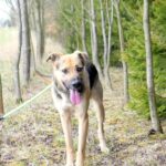 Pes k adopci Frodo, 4 ROKY – fotografie 3
