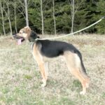 Pes k adopci Frodo, 4 ROKY – fotografie 4