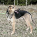 Pes k adopci Frodo, 4 ROKY – fotografie 5