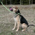 Pes k adopci Frodo, 4 ROKY – fotografie 6
