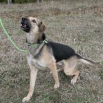 Pes k adopci Frodo, 4 ROKY – fotografie 7
