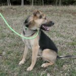 Pes k adopci Frodo, 4 ROKY – fotografie 8