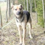 Pes k adopci Frodo, 4 ROKY – fotografie 9