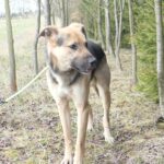 Pes k adopci Frodo, 4 ROKY – fotografie 10
