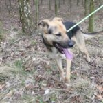 Pes k adopci Frodo, 4 ROKY – fotografie 11