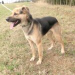 Pes k adopci Frodo, 4 ROKY – fotografie 12