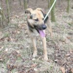 Pes k adopci Frodo, 4 ROKY – fotografie 13