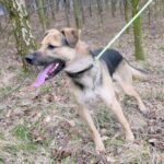 Pes k adopci Frodo, 4 ROKY – fotografie 14