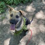 Pes k adopci Frodo, 4 ROKY – fotografie 2