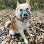 Pes k adopci IR, 3 ROKY – fotografie 17