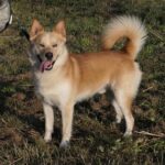 Pes k adopci IR, 3 ROKY – fotografie 18