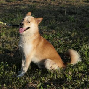 Pes k adopci IR, 3 ROKY – fotografie 19