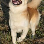 Pes k adopci IR, 3 ROKY – fotografie 20