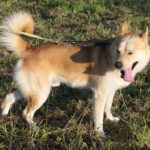 Pes k adopci IR, 3 ROKY – fotografie 21