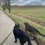 Pes k adopci ANN – fotografie 34