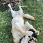 Pes k adopci IR, 3 ROKY – fotografie 22