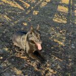 Pes k adopci ANN – fotografie 35