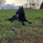 Pes k adopci ANN – fotografie 36