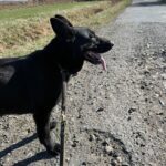 Pes k adopci ANN – fotografie 37