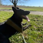 Pes k adopci ANN – fotografie 38