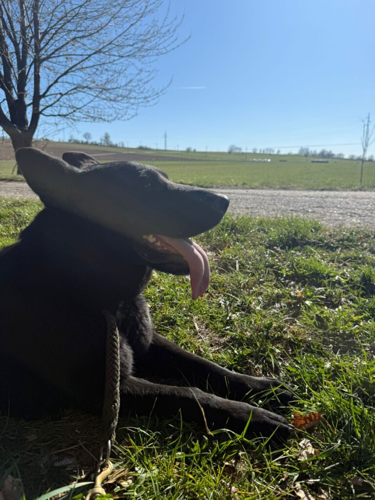 Pes k adopci ANN – fotografie 39