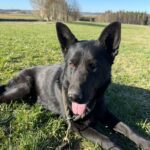 Pes k adopci ANN – fotografie 40