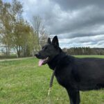 Pes k adopci ANN – fotografie 41