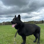 Pes k adopci ANN – fotografie 42
