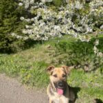 Pes k adopci Frodo, 4 ROKY – fotografie 15