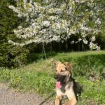Pes k adopci Frodo, 4 ROKY – fotografie 16