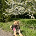 Pes k adopci Frodo, 4 ROKY – fotografie 18