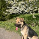 Pes k adopci – Frodo, 4 ROKY