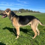 Pes k adopci Frodo, 4 ROKY – fotografie 19