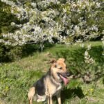 Pes k adopci Frodo, 4 ROKY – fotografie 20
