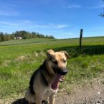 Pes k adopci Frodo, 4 ROKY – fotografie 21